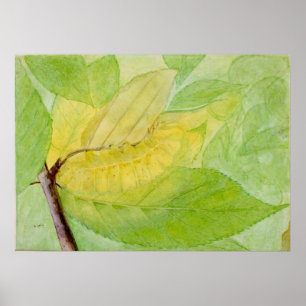 Poster La chenille lunaire par Abbott Handerson Thayer