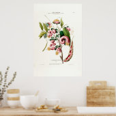Poster La Chevelure Des Amazones Botanique Rose Amérique (Cuisine)