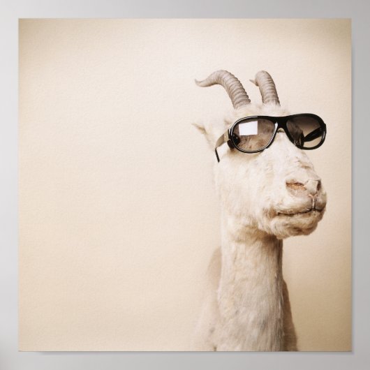 Poster La chèvre (Devant)