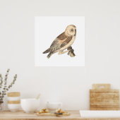 Poster La Chouette à l'étable américaine (Strix pratincol (Cuisine)