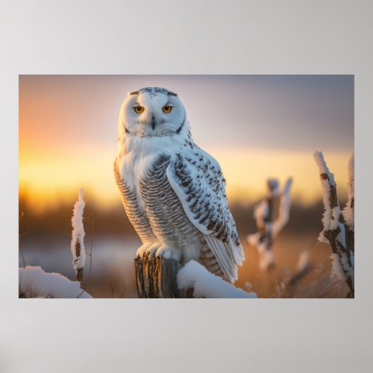 Poster La Chouette des neiges majestueuse perchée sur une (Devant)