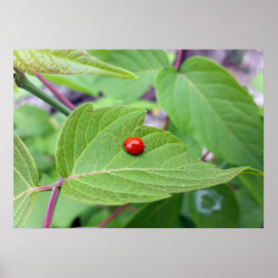 Poster la coccinelle solitaire