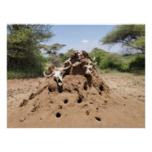 Poster La colline des Termites en Tanzanie (Devant)