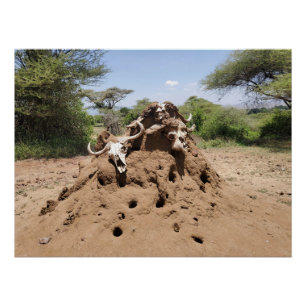 Poster La colline des Termites en Tanzanie