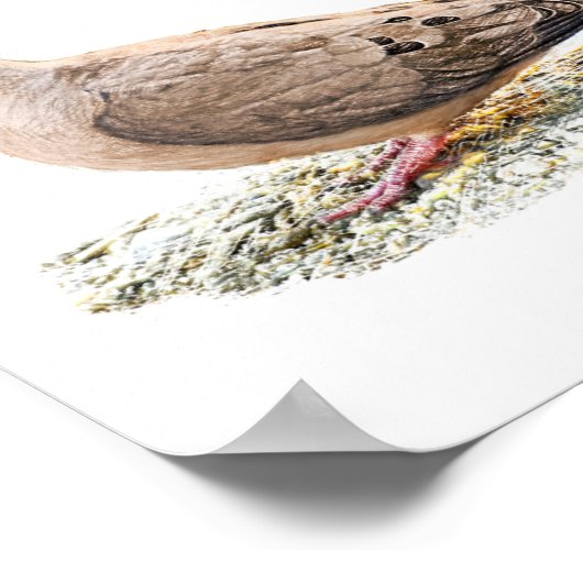 Poster La colombe en deuil (Coin)