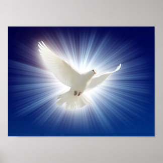Poster la colombe en lumière