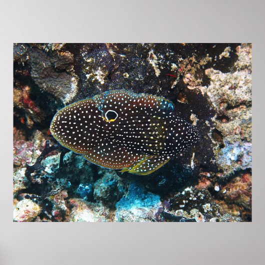 Poster La comète insaisissable (Devant)