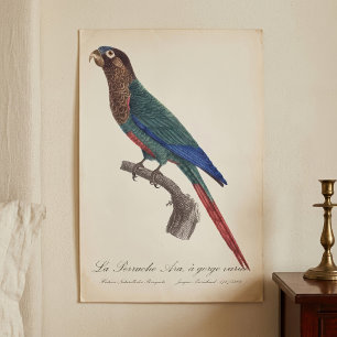 Poster La Conure emmaillotée, Pyrrhura Picta