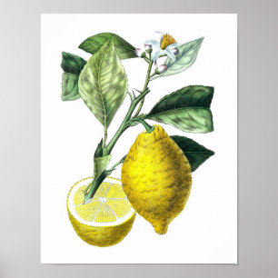 Poster La copie botanique No. 10 de citron d'agrumes