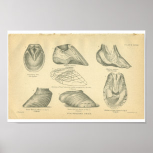 Poster La copie vintage d'anatomie de cheval s'est
