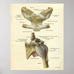 Poster La copie vintage d'anatomie désosse la clavicule
