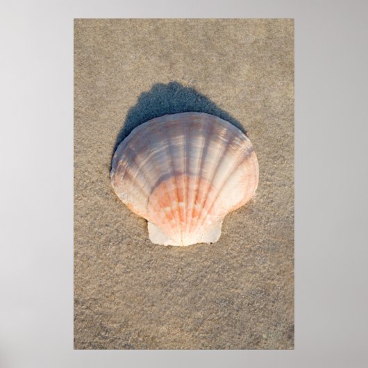 Poster La Coquille De Mer Posée Sur La Plage De Sandy (Devant)