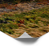 Poster La côte de Malibu (Coin)