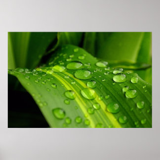 Poster La couleur de la pluie..