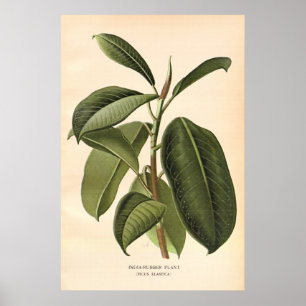 Poster La couleur du 19ème siècle antique fleurit le