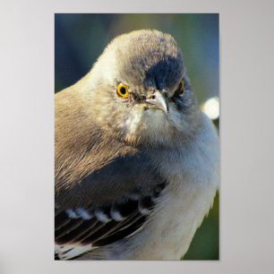 Poster La couronne de Mockingbird