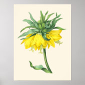 Poster La couronne impériale, illustration botanique Vint (Devant)