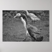 Poster La course des canards (Devant)