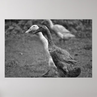 Poster La course des canards