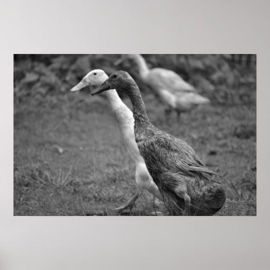 Poster La course des canards (Devant)
