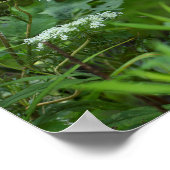 Poster La dentelle de la reine Anne en été (Coin)