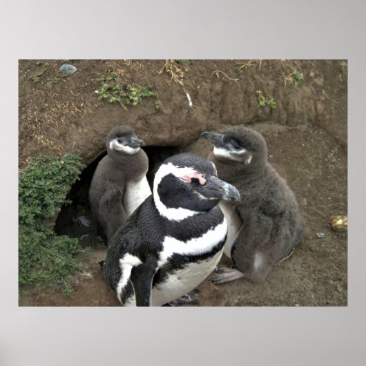 Poster La famille des pingouins (Devant)