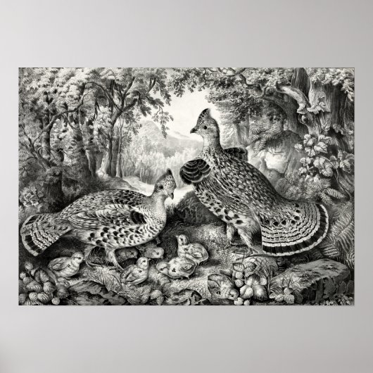 Poster La Famille Heureuse - Grouse et Jeune Ruffed - 186 (Devant)