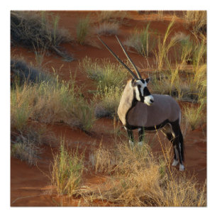 Poster La faune africaine Oryx Antelope Dune Savannah