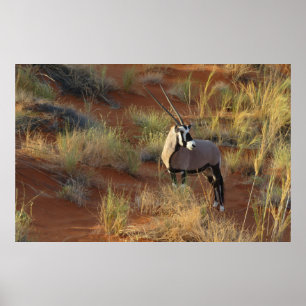 Poster La faune africaine Oryx Antelope Dune Savannah