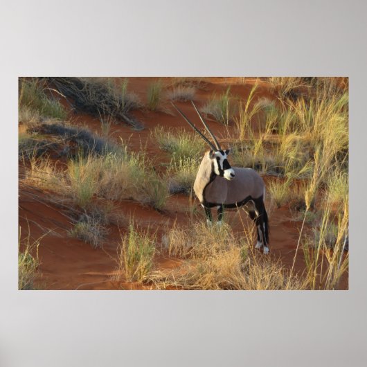 Poster La faune africaine Oryx Antelope Dune Savannah (Devant)