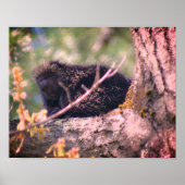 Poster La faune de la Porcupine (Devant)