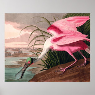 Poster La faune des oiseaux d'Audubon de Spoonbill Roseat