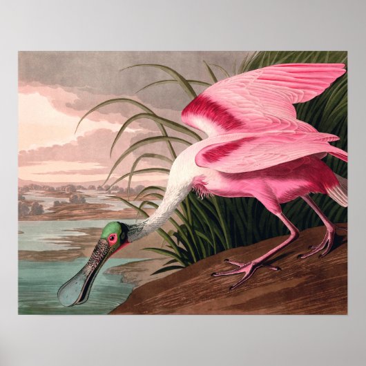 Poster La faune des oiseaux d'Audubon de Spoonbill Roseat (Devant)