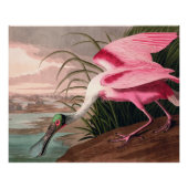 Poster La faune des oiseaux d'Audubon de Spoonbill Roseat (Devant)