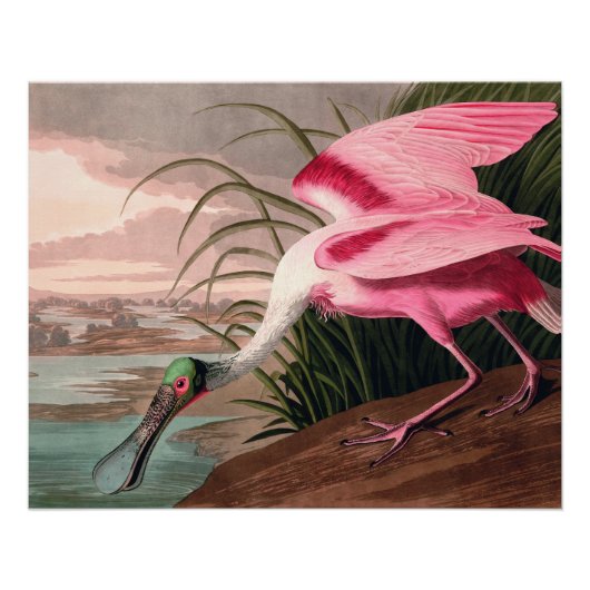 Poster La faune des oiseaux d'Audubon de Spoonbill Roseat (Devant)