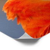 Poster La faune des oiseaux perroquets rouges (Coin)