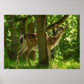 Poster La faune Le cerf en jachère dans la forêt parmi le (Devant)