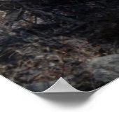 Poster La fée et l'arbre du magicien (Coin)