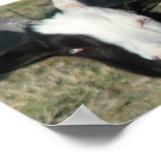 Poster La ferme de chèvres Shelton (Coin)