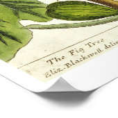 Poster La Fig Tree, plate 125 from 'A Curious Herbal', p (Coin)