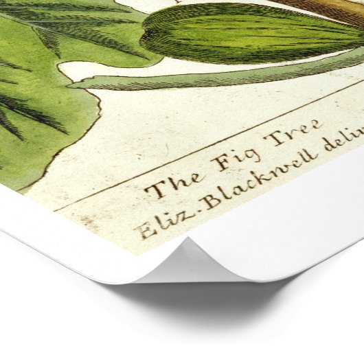 Poster La Fig Tree, plate 125 from 'A Curious Herbal', p (Coin)