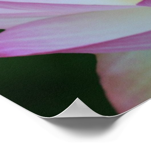 Poster La fleur de Lotus et sa signification (Coin)