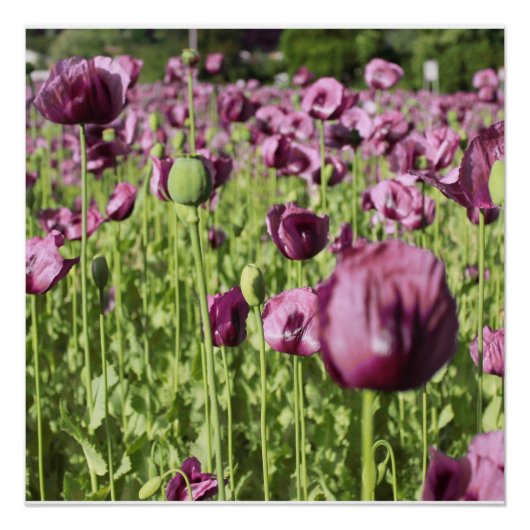 Poster La fleur pourpre de pavots fleurit douche de (Devant)