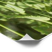 Poster La fleur pourpre de pavots fleurit douche de (Coin)