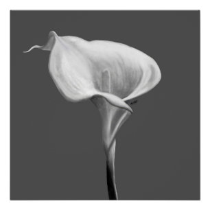 Poster La Fleur Tranquille — Lys Calla Noir & Blanc 