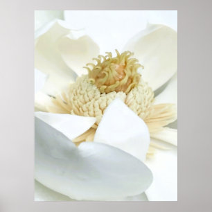 Poster La floraison du magnolia