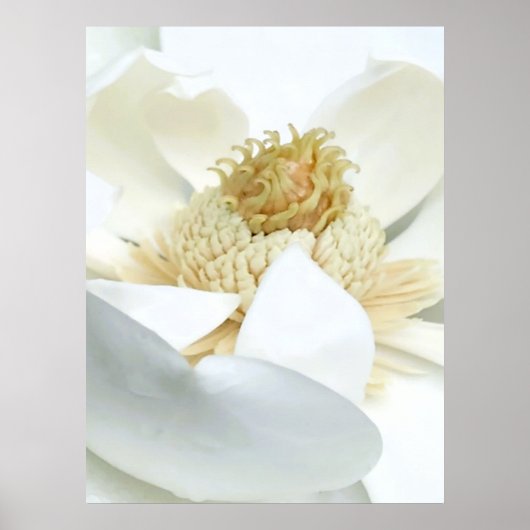 Poster La floraison du magnolia (Devant)