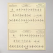 Poster La folie, statistique US Lithograph (Devant)