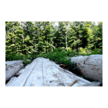 La Force de la forêt