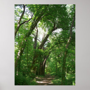 Poster La forêt